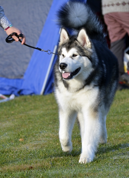 alaska malamute