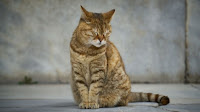 Tanda-tanda Kucing Mengalami Depresi