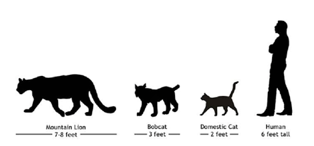 Размер домашней кошки. Сравнение размеров кошачьих. Сравнительные Размеры кошачьих. Сравнение размеров кошек домашних. Пума в сравнении с человеком.