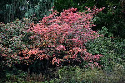 Amelanchier arborea 'Autumn Brilliance'