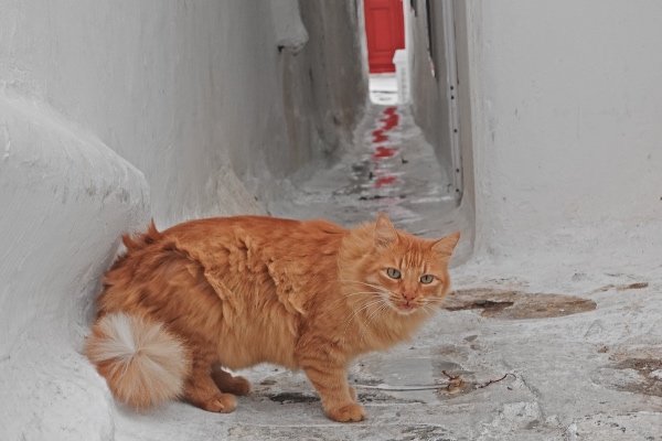 mykonos alley cat