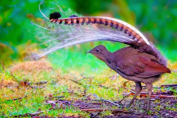 The Amazing Lyre Bird History