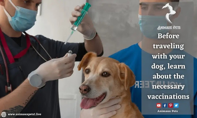 Before traveling with your dog, learn about the necessary vaccinations
