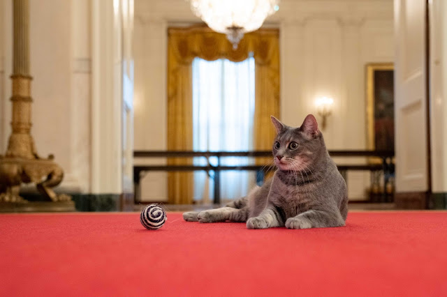 Interesting Facts About Willow – The White House Family Cat