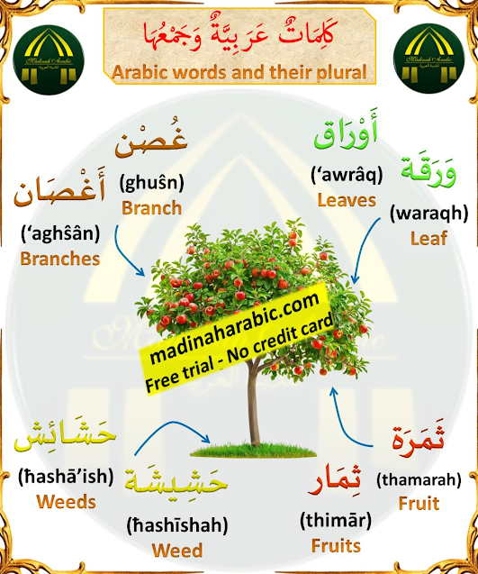 Arabic Relationship in Telugu, iiQ8, Telugu to Arabic translation words, Education