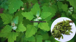 बथुआ (Lambs Quarters) के फायदे और नुकसान | Bathua Benefits In Hindi