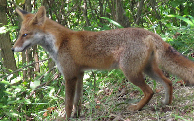 Rubah Jepang (Vulpes vulpes japonica)