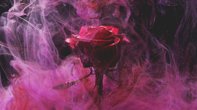 Smoke Rose Flower Wallpaper