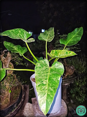 Philodendron