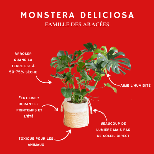 Le monstera deliciosa