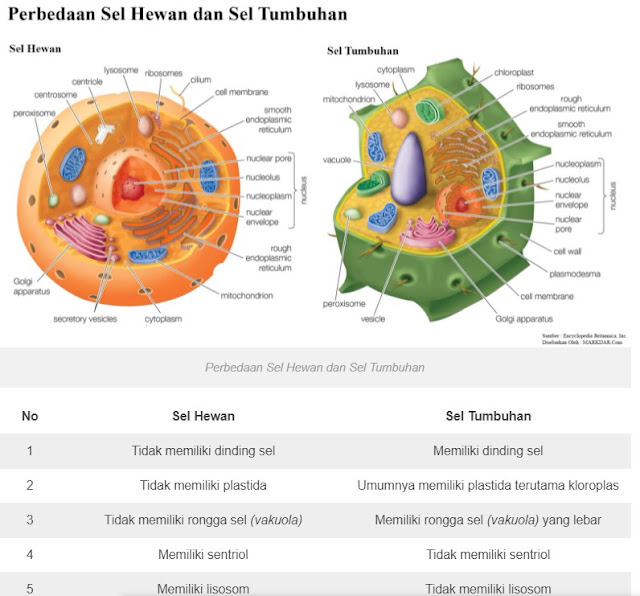 tabel perbedaan sel hewan dan sel tumbuhan