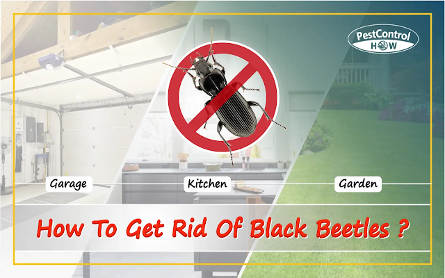 how-to-get-rid-of-black-beetles