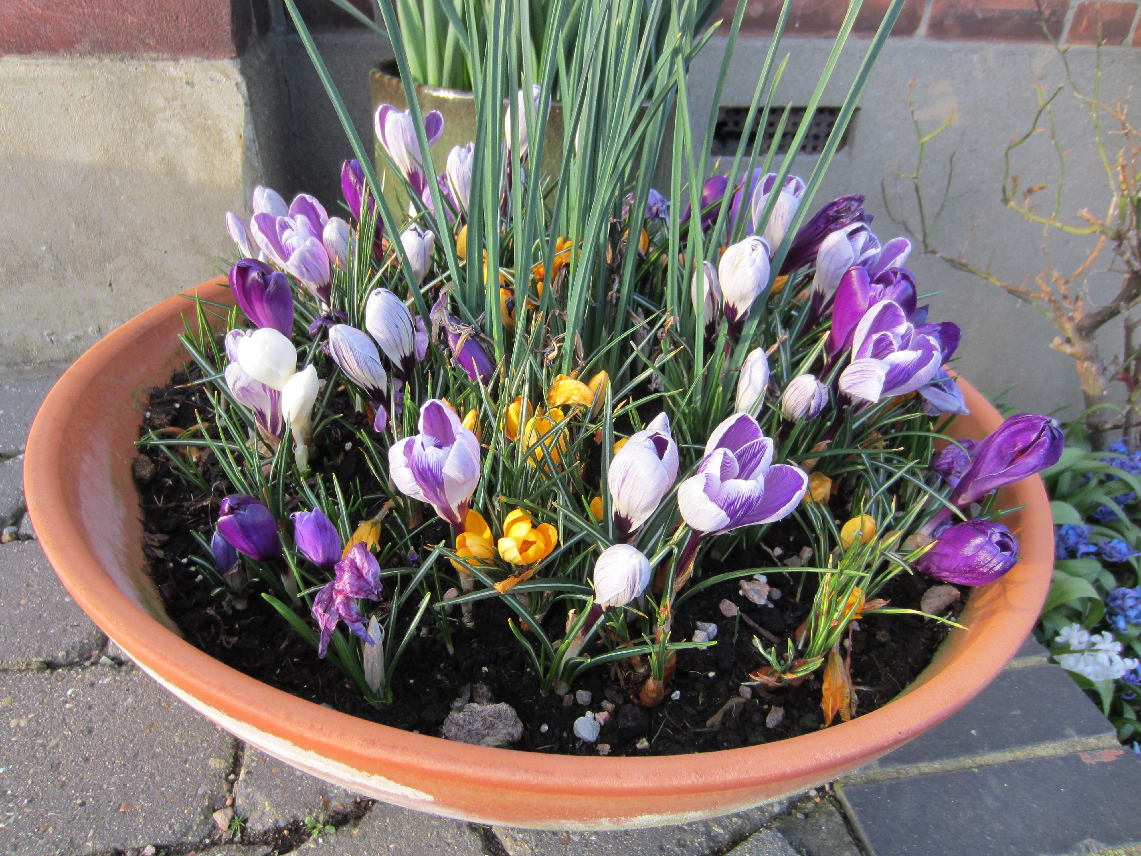 Crocus bowl in the garden of London blogger Gail Hanlon from Is This Mutton