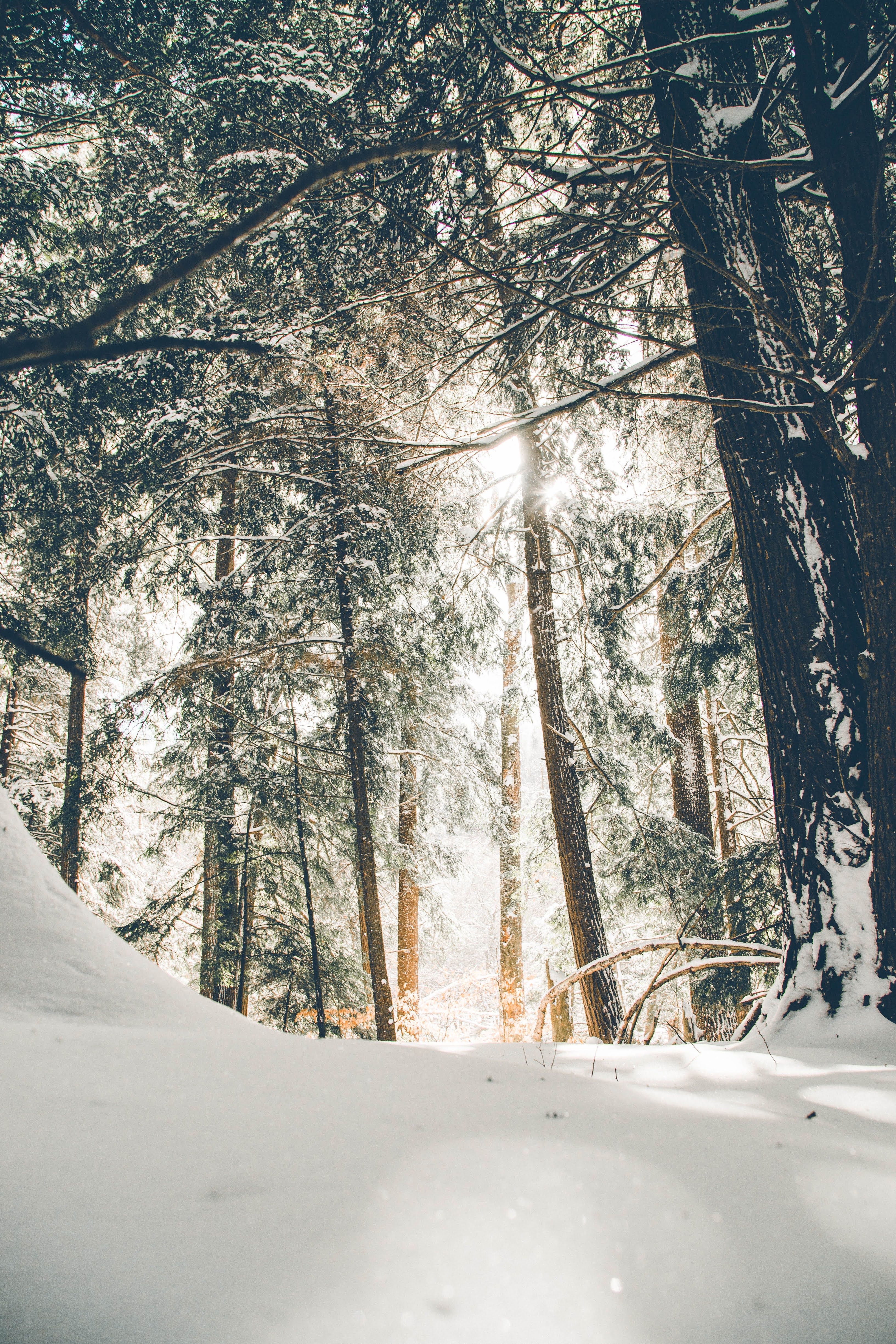 Trees Covered with Snow during Daytime | Photo by Donnie Rosie via Unsplash
