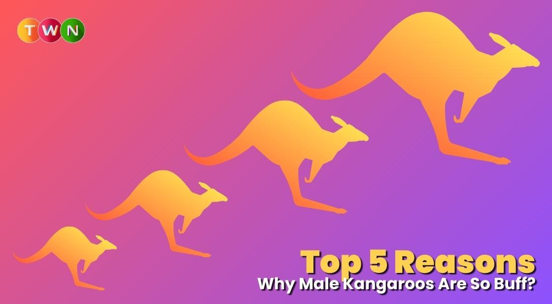 5 Reasons Why Male Kangaroos Are So Buff