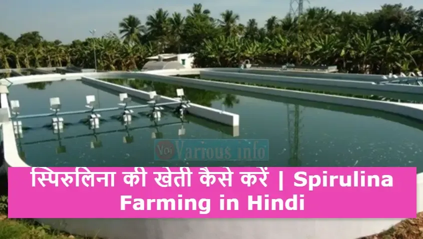 स्पिरुलिना की खेती कैसे करें | Spirulina Farming in Hindi