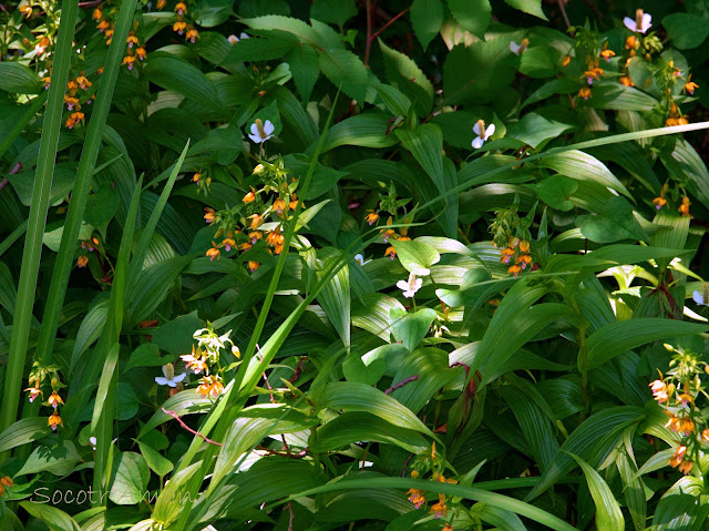 Epipactis thunbergii