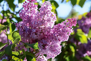 gambar bunga lilac syringa