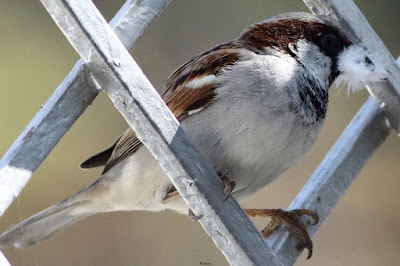 House Sparrow