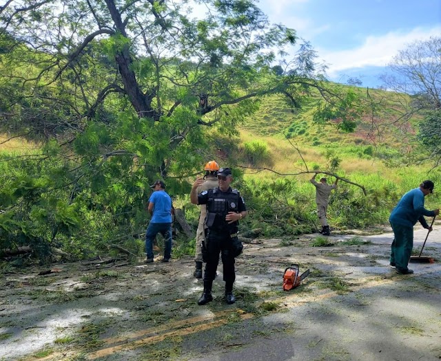 Árvore cai e interdita a BR-356 em Cardoso Moreira