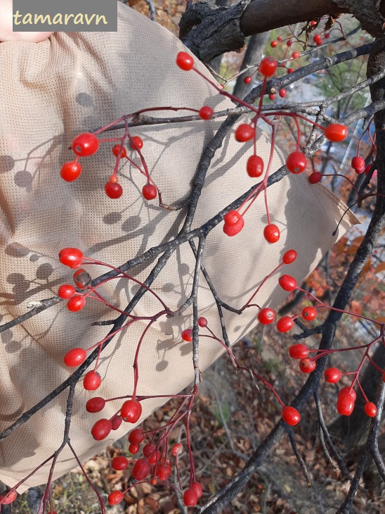 Мелкоплодник ольхолистный / Рябина ольхолистная (Micromeles alnifolia, =Sorbus alnifolia)