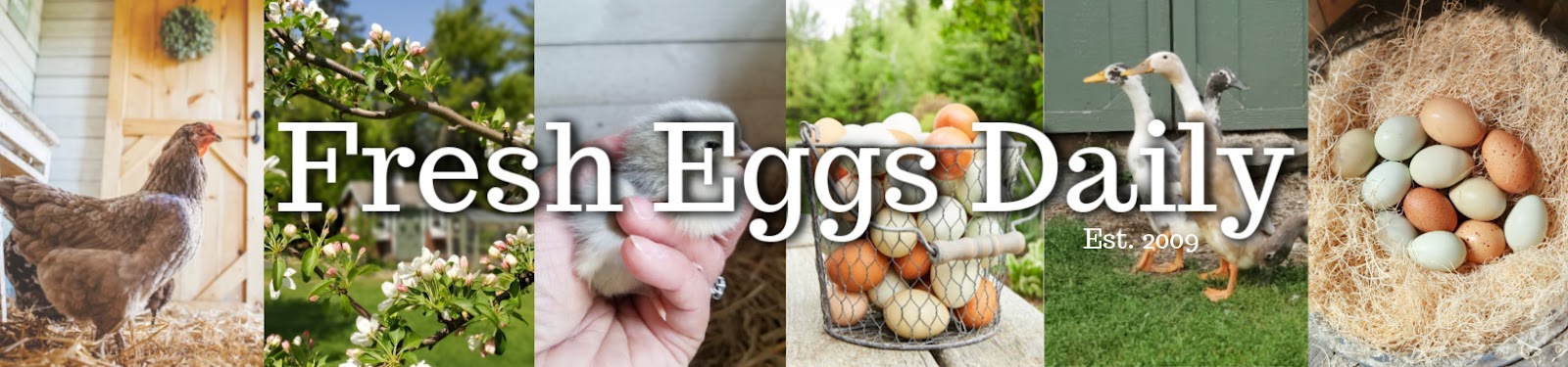 Fresh Eggs Daily® with Lisa Steele