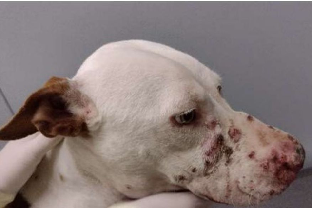 Esporotricose: o que é, como diagnosticar e tratar cães e gatos vítimas da doença