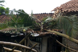 Angin Kencang dan Hujan Robohkan Pohon Kelapa, Tim Bencana Pemdes Klapagading Turunkan Tim