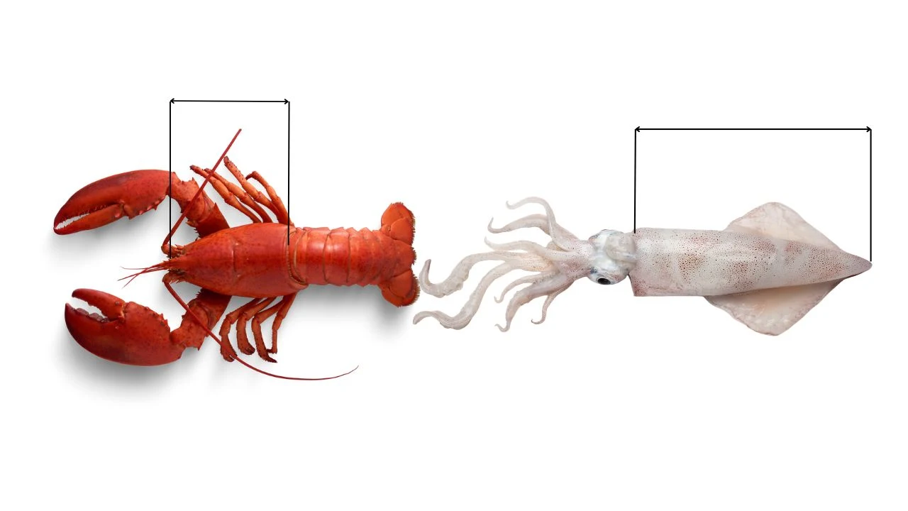 Imagen comparativa de un bogavante y un calamar con flechas que indican la forma correcta de medirlos. En el bogavante se señala la longitud del cefalotórax, y en el calamar, la longitud del manto, excluyendo los tentáculos.