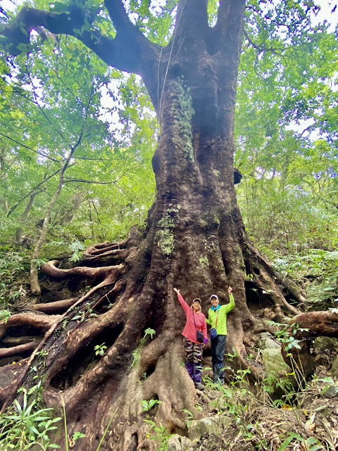 高士佛山千年茄苳神木