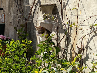 A cat sits in a window in Positano.