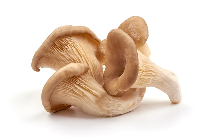 Mushrooms and memory loss | Mushrooms for memory health | Biobritte mushrooms 