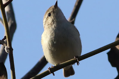 Hume's Warbler