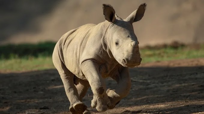 El 22 de septiembre Safari Park celebra el “Día mundial del rinoceronte” con Neville