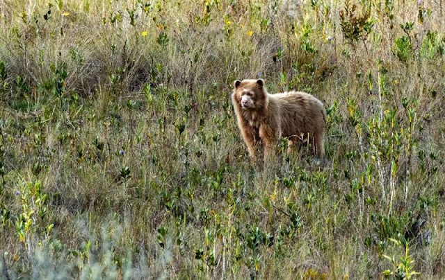 Encontrado nos Andes raro urso de óculos marrom-dourado