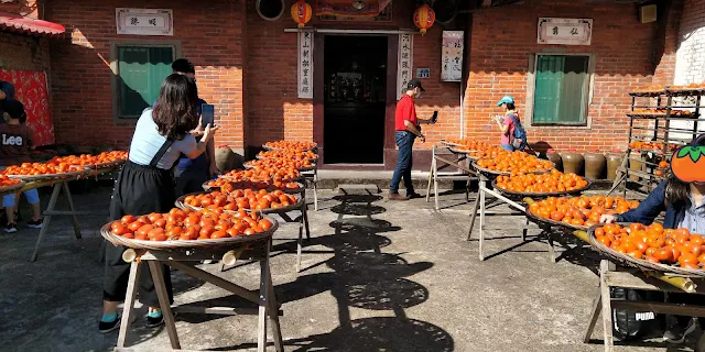 【新竹】味衛佳柿餅觀光農場，九降風的季節，壯觀曬柿餅場景及柿子冰棒金黃饗宴！