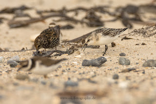 Wildlifefotografie Helgoland Düne Sanderling