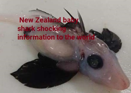 New Zealand baby shark shocking information to the world | Today Latest Entertainment Post