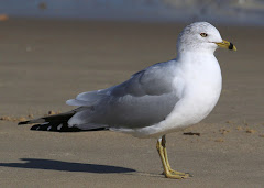 (Larus Delawarensis)Ring-billed gull / Gaviota Delaware / Delaware kaioa