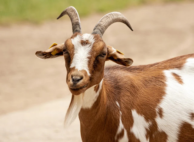 Wer sind meine Eltern? - Bilderrätsel Tiere