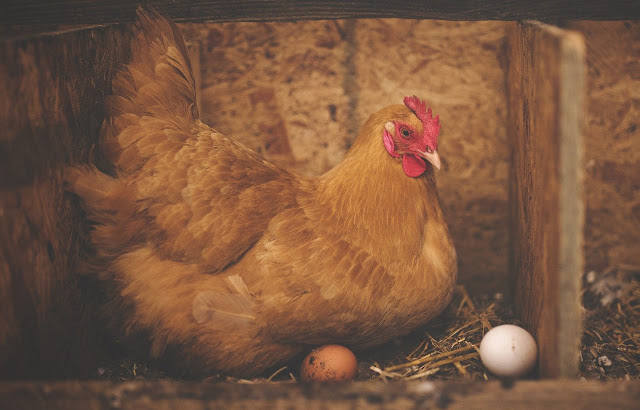 Chicken laying eggs. Brown under it, and white next to the chicken