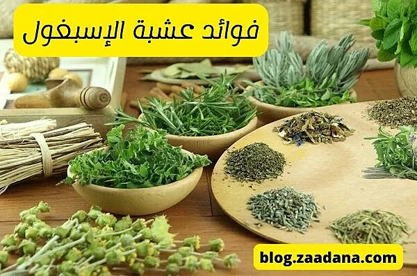 عشبة الإسبغول وفوائدها في الدايت