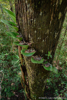 Bulbophyllum beccarii - Beccari's Bulbophyllum care