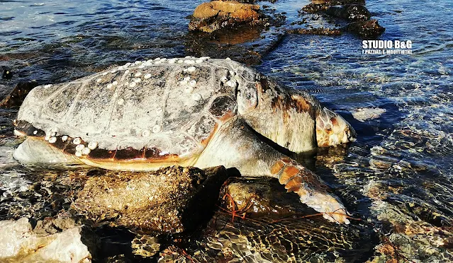 Ακόμα ένας θάνατος θαλάσσιας χελώνας σε παραλία της Αργολίδας