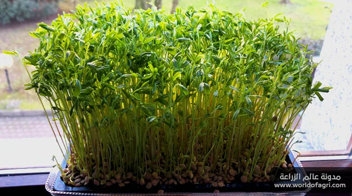كيفية زراعة نبات العدس من البذور في المنزل - عالم الزراعة