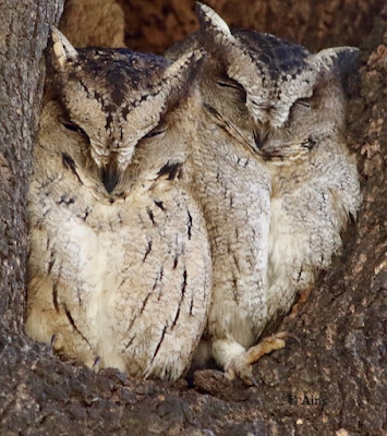 Indian Scops-Owl