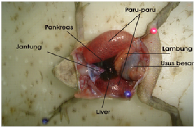 Gambar Pembedahan Katak