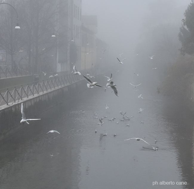 Gabbiani nella nebbia a Milano