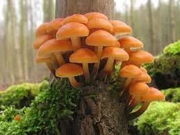 Top Mushroom Company In Eritrea