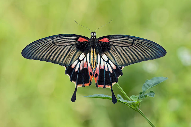 Papilio agenor